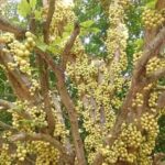 তুলো চাষীর বউ