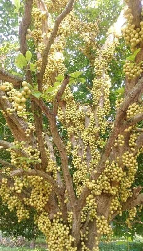তুলো চাষীর বউ